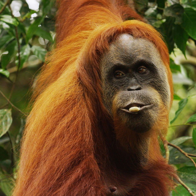 Poslednji raj orangutanov