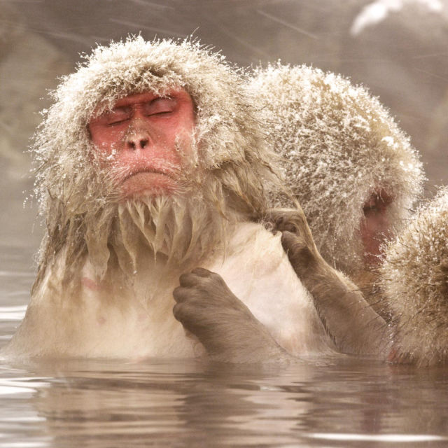 Divja Japonska: Japonski makaki
