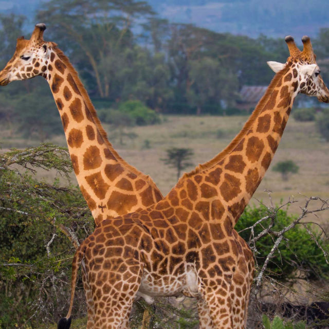 Sprehod z žirafami