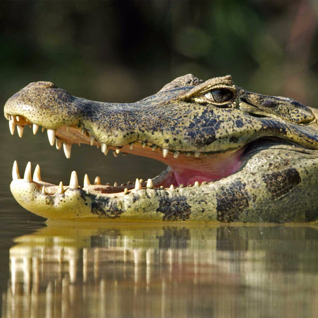 Jaguar proti krokodilu