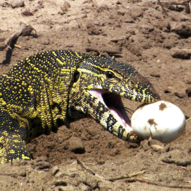 Krokodilja mati