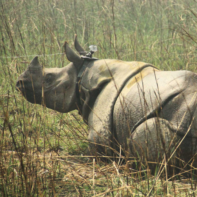 Lov na nosoroge