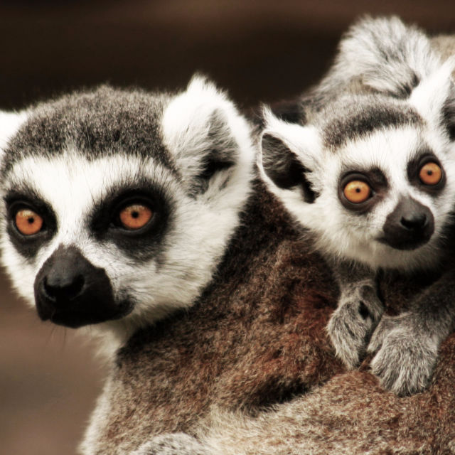 Madagaskar: Legende otoka lemurjev