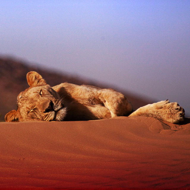 Izginjajoči kralji: Puščavski levi Namiba