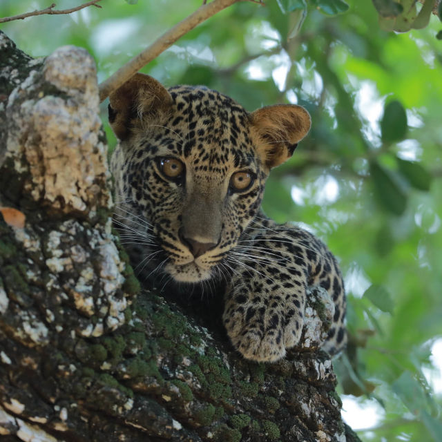 Šrilanka: Leopardja dinastija