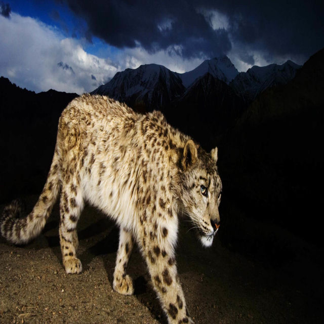 Afganistanski snežni leopard