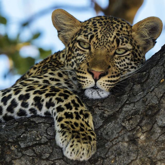 Leopardje kraljestvo