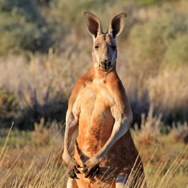 Divja Avstralija: Kralj kengurujev