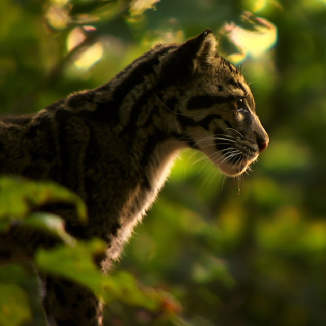 Leopardi v indijski divjini
