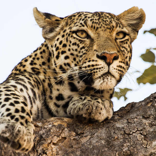Leopard in hijena: Nenavadna prijatelja
