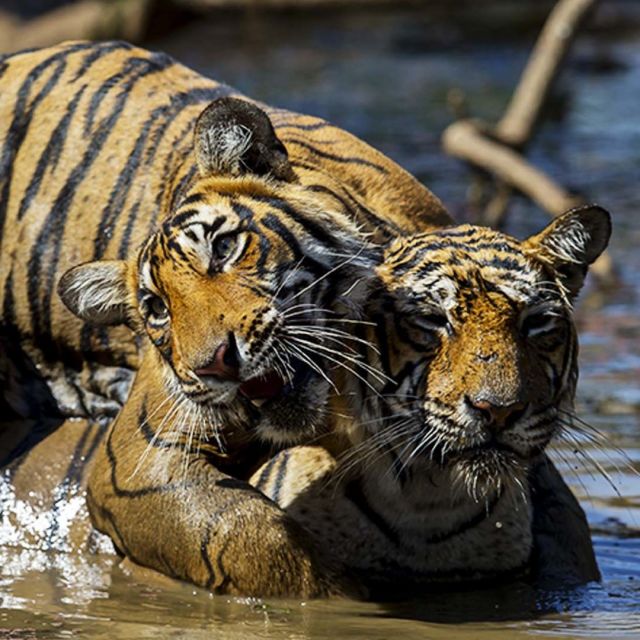Spopad tigrov