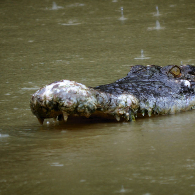 Najsmrtonosnejši krokodili