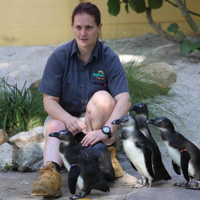 Skrivnosti živalskega vrta: Pingvini