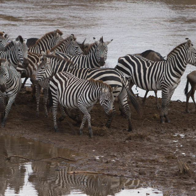 Zebre v Serengetiju