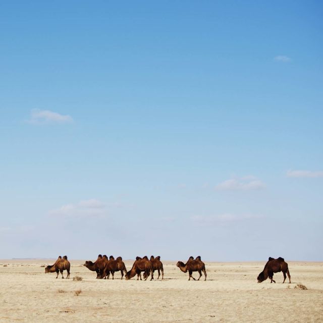 Divja Mongolija: Dežela ekstremov