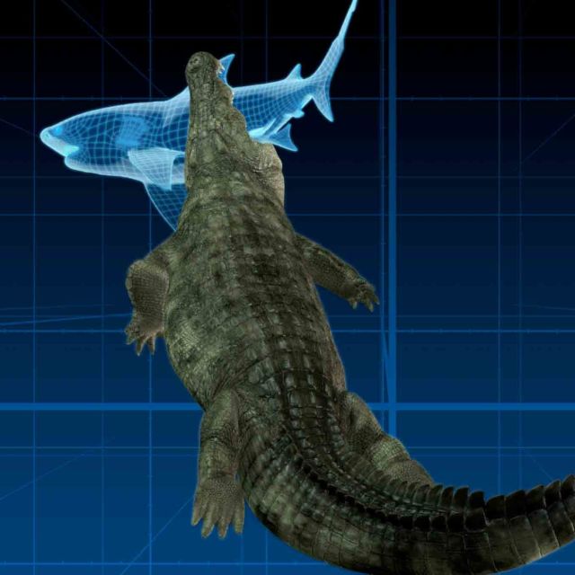 Krokodil, ki je požrl morskega psa: Starodavni sovražniki