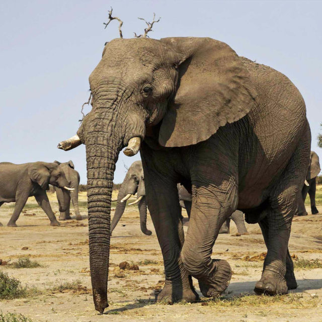 Najsmrtonosnejše afriške živali: Mlada kri