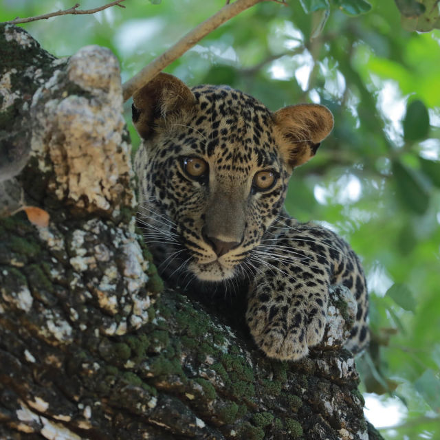 Šrilanka: Leopardja dinastija