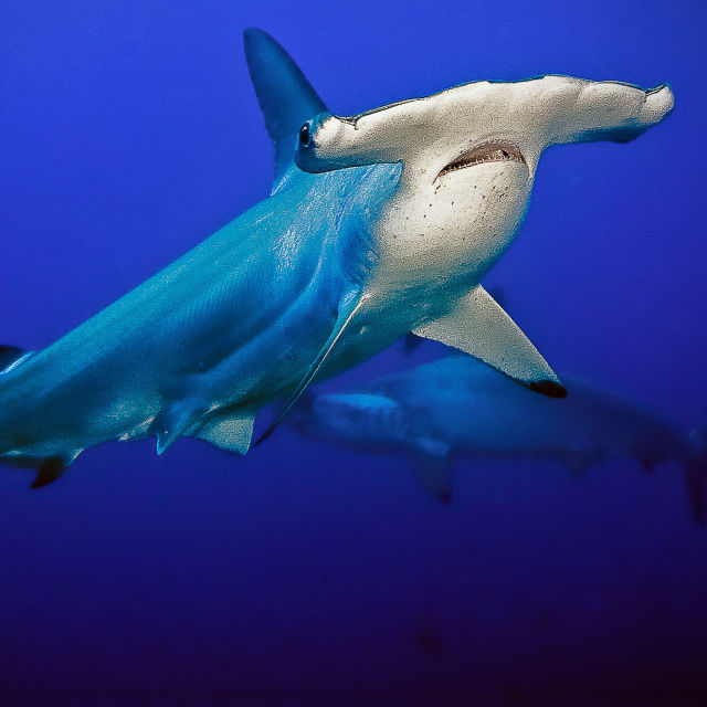 Najbolj nenavadne živali: Morski psi